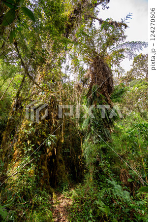 Paramo Natural Reserve, Andes Mountain Range, South America. Colombia wilderness landscape. Paramo Natural Reserve, Andes Mountain Range, South America. Colombia wilderness landscape. 124270606