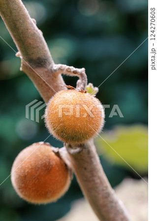 Solanum quitoense, known as naranjilla, little orange and Quechua in Colombia, Guasca Cundinamarca department, Colombia 124270608