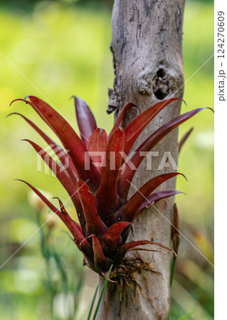 Tillandsia fendleri, species of flowering plant in the family Bromeliaceae. Guasca Cundinamarca department, Colombia Tillandsia fendleri, species of flowering plant in the family Bromeliaceae. Guasca Cundinamarca department, Colombia 124270609