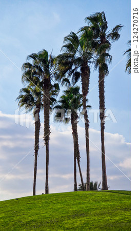 Big green golf park in Cairo, Egypt. Palms on the background Big green golf park in Cairo, Egypt. Palms on the background 124270716