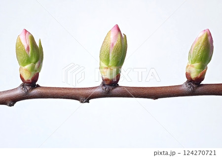 Three pink and green buds growing on a branch in spring 124270721