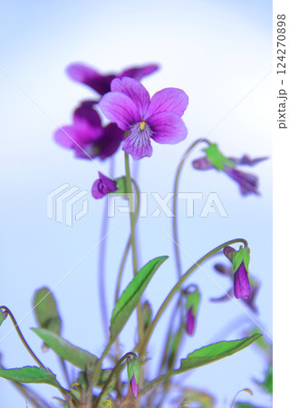 山野草 8 青空に映えるスミレの花 山野草 8 青空に映えるスミレの花 124270898