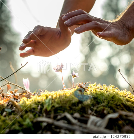 Conceptual image of male hands making a protective gesture over a small spring flowers 124270953