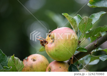 Giant hornet and flies eating a ripening apple Giant hornet and flies eating a ripening apple 124270960