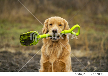 A golden retriever dog holds a shovel in the garden. A golden retriever dog holds a shovel in the garden. 124270980