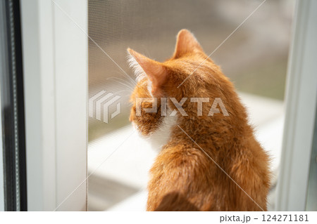 Ginger domestic cat looks out of the window under the sun's rays. Domestic cats' life. Weather and climate. Curiosity, love for comfort, and connection to its surroundings. Relaxation, home life 124271181