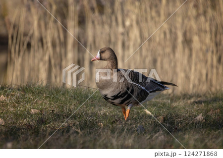 The white fronted goose (Anser albifrons)early spring migration The white fronted goose (Anser albifrons)early spring migration 124271868