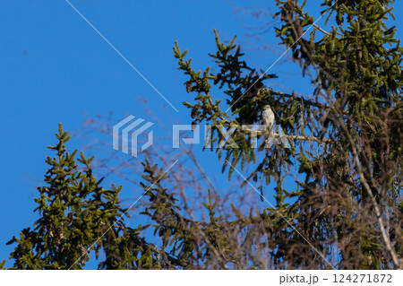 Hawk looking for prey Hawk looking for prey 124271872