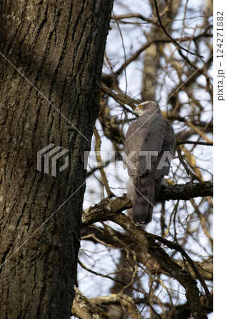 Northern Goshawk (Accipiter gentilis)	Early spring 124271882