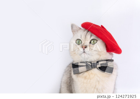 Charming grey cat wearing red beret and plaid bow tie against white background Charming grey cat wearing red beret and plaid bow tie against white background 124271925