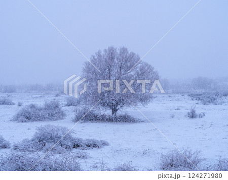Snow-covered landscape with a solitary tree during a winter storm at dusk Snow-covered landscape with a solitary tree during a winter storm at dusk 124271980
