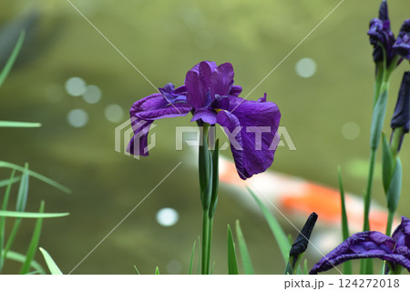 詩仙堂　ハナショウブと錦鯉(京都市左京区) 124272018