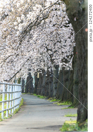 桜咲き誇る馬見ヶ崎さくらライン 桜咲き誇る馬見ヶ崎さくらライン 124272400