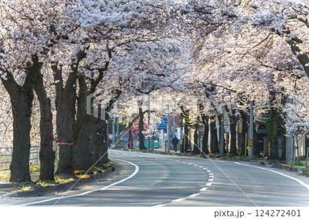 桜咲き誇る馬見ヶ崎さくらライン 桜咲き誇る馬見ヶ崎さくらライン 124272401