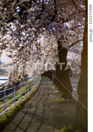桜咲き誇る馬見ヶ崎さくらライン 124272409