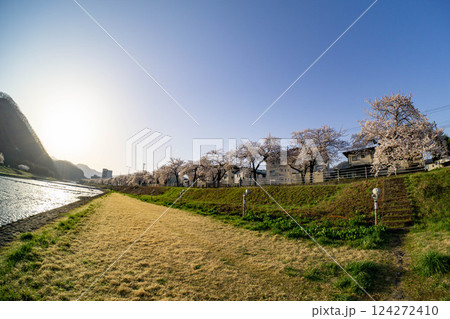 桜咲き誇る馬見ヶ崎さくらライン 124272410