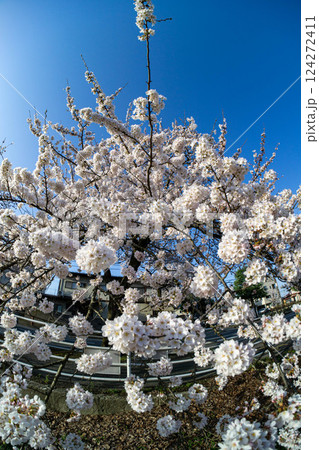 桜咲き誇る馬見ヶ崎さくらライン 124272411