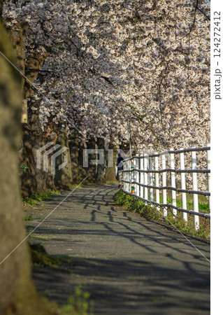 桜咲き誇る馬見ヶ崎さくらライン 124272412