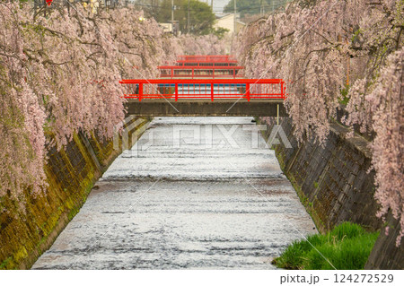 倉津川沿いに咲く枝垂桜 倉津川沿いに咲く枝垂桜 124272529