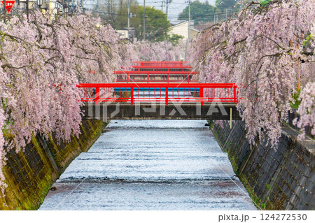 倉津川沿いに咲く枝垂桜 124272530