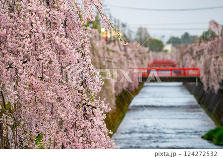 倉津川沿いに咲く枝垂桜 124272532