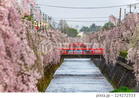 倉津川沿いに咲く枝垂桜 倉津川沿いに咲く枝垂桜 124272533