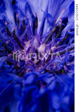 the core with the pistil and stamens of a bright blue-violet cornflower flower close up the core with the pistil and stamens of a bright blue-violet cornflower flower close up 124272944