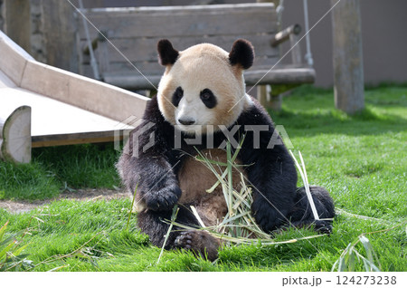 おいしそうに竹を食べる梅浜 124273238