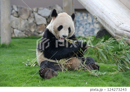 おいしそうに竹を食べる永浜 124273243