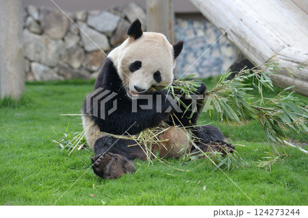 おいしそうに竹を食べる永浜 124273244