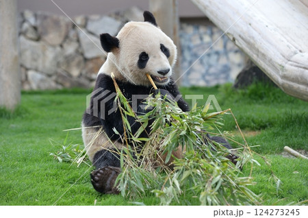 おいしそうに竹を食べる永浜 おいしそうに竹を食べる永浜 124273245