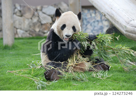 おいしそうに竹を食べる永浜 おいしそうに竹を食べる永浜 124273246