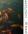 Bright orange and red koi fish swim at the surface of a pong 124273249