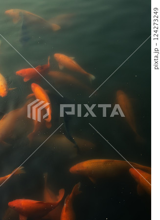 Bright orange and red koi fish swim at the surface of a pong Bright orange and red koi fish swim at the surface of a pong 124273249