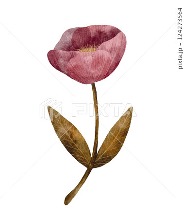 Pink peony with green leaves decorative flower, isolated object on white background, delicate hand drawn digital art 124273564