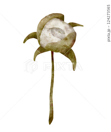 Cream decorative peony flower bud with green leaves, isolated clipart on white background, hand drawn digital art  124273565