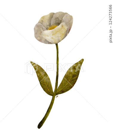 Cream decorative peony flower with green leaves, isolated clipart on white background, hand drawn digital art  124273566