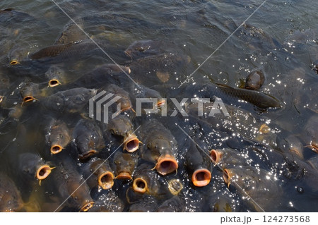 池で餌付け中の鯉 124273568