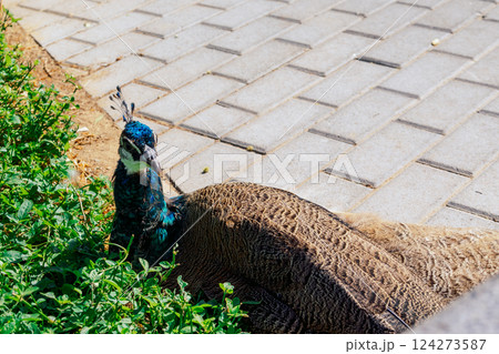Colorful peacocks walk in park in meadow next to Museum of Future, Dubai, UAE. High quality photo 124273587