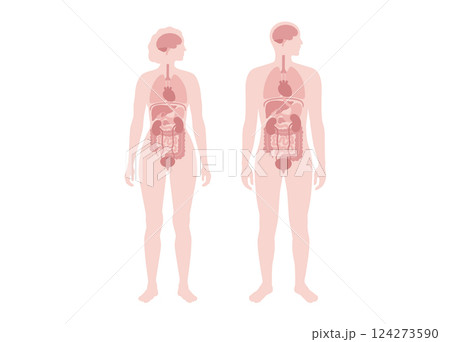 Human internal organs 124273590