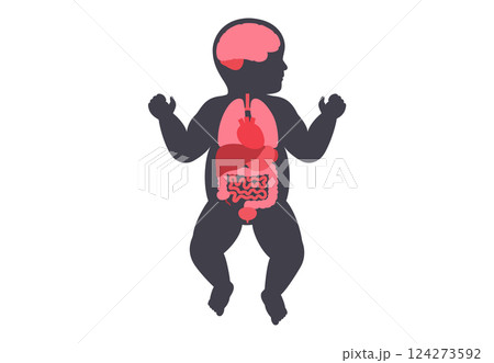 Human internal organs Human internal organs 124273592