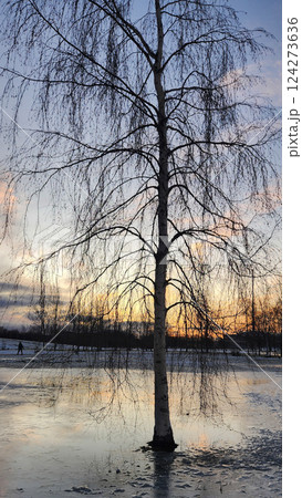 Fantastic winter landscape at dawn. Beautiful natural landscape of ice park with shining sunlight with reflections on ice. Saint Petersburg, Russia. Vertical photo. High quality photo Fantastic winter landscape at dawn. Beautiful natural landscape of ice park with shining sunlight with reflections on ice. Saint Petersburg, Russia. Vertical photo. High quality photo 124273636