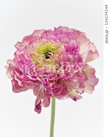 白背景のピンク色のラナンキュラス Ranunculus 白背景のピンク色のラナンキュラス Ranunculus 124274144