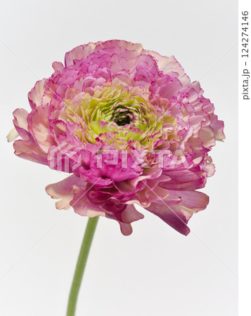白背景のピンク色のラナンキュラス Ranunculus 124274146