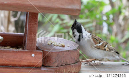 バードフィーダーとスズメ 124274366