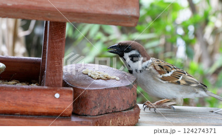 バードフィーダーとスズメ バードフィーダーとスズメ 124274371