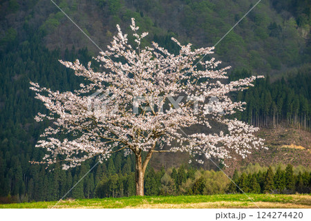 朝日に照らされた前森高原の桜 124274420