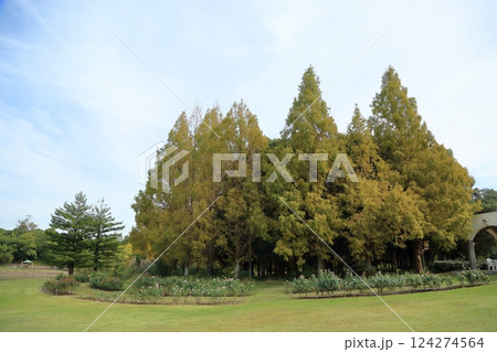 秋の公園 色づくメタセコイア 秋の公園 色づくメタセコイア 124274564