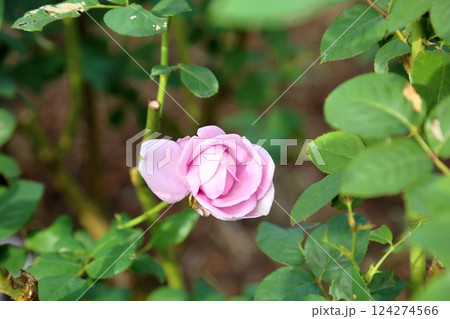 秋のバラ　しのぶれど 124274566
