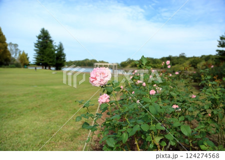 秋の公園　バラの花　ピンクフレンチレース 124274568